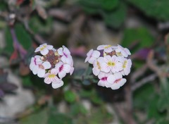Aethionema saxatile graecum