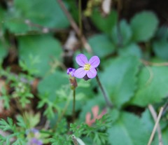 Arabis verna