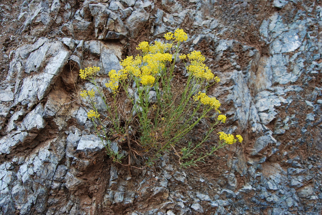 Odontarrhena lesbiaca