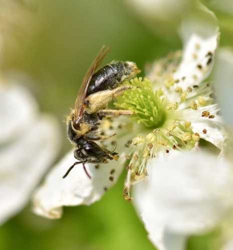 Nude Mining Bee photo 5