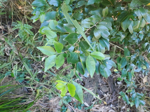 poor-flower tree (Memecylon pauciflorum)