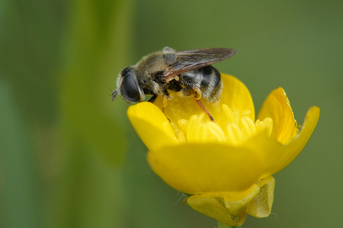 Merodon funestus