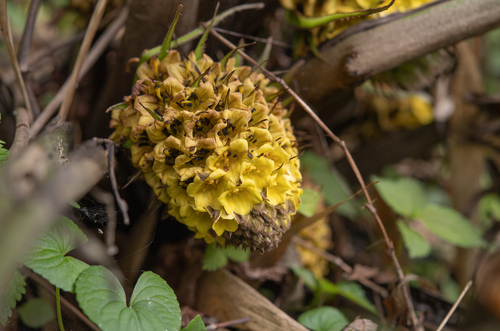 Curculigo capitulata