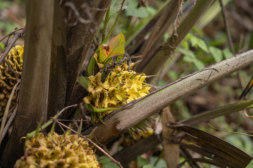 Curculigo capitulata