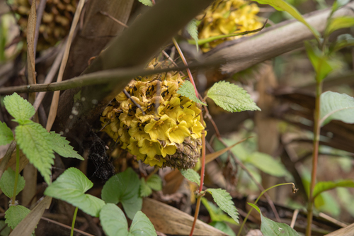 Curculigo capitulata