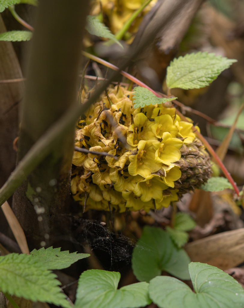 Curculigo capitulata, West Kameng, Arunachal Pradesh, India