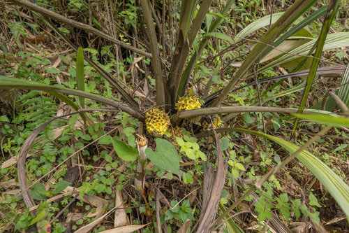 Curculigo capitulata