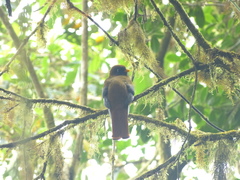 Trogon personatus