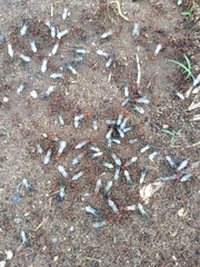 Pogonomyrmex bicolor