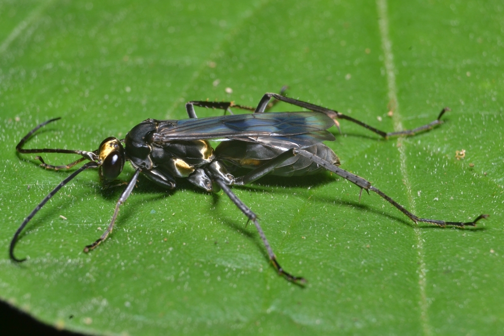 Priochilini