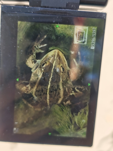 Black-spotted Frog