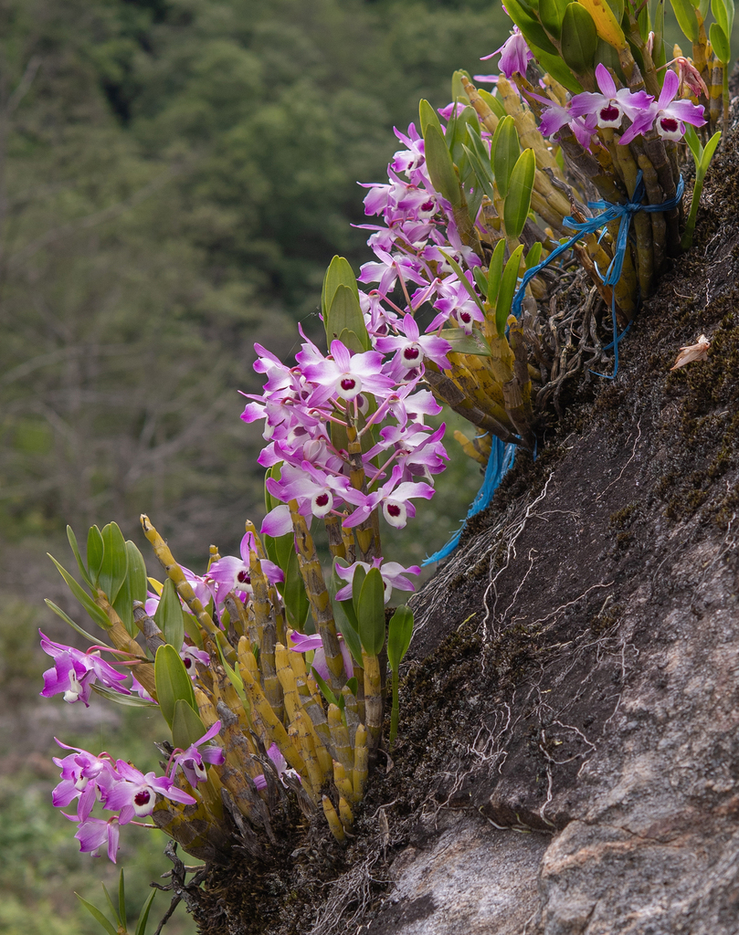 Dendrobium nobile, West Kameng, Arunachal Pradesh, India