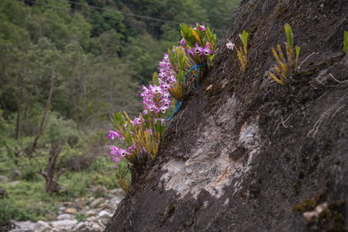 Dendrobium nobile