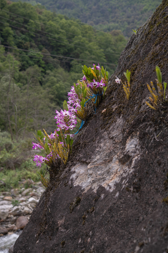 Dendrobium nobile