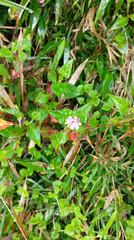 Persicaria runcinata