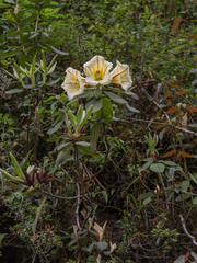 Dalhousiea sinensis (Dalhousiea)