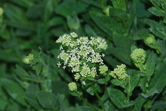Lepidium draba