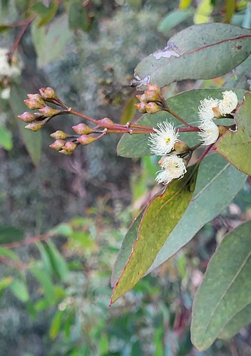Peregrine Point Ironbark (Eucalyptus scopulorum)