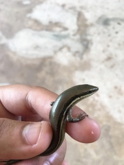 Marisora lineola