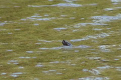 Pseudemys rubriventris