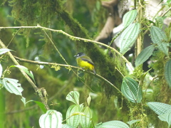 Myiotriccus ornatus