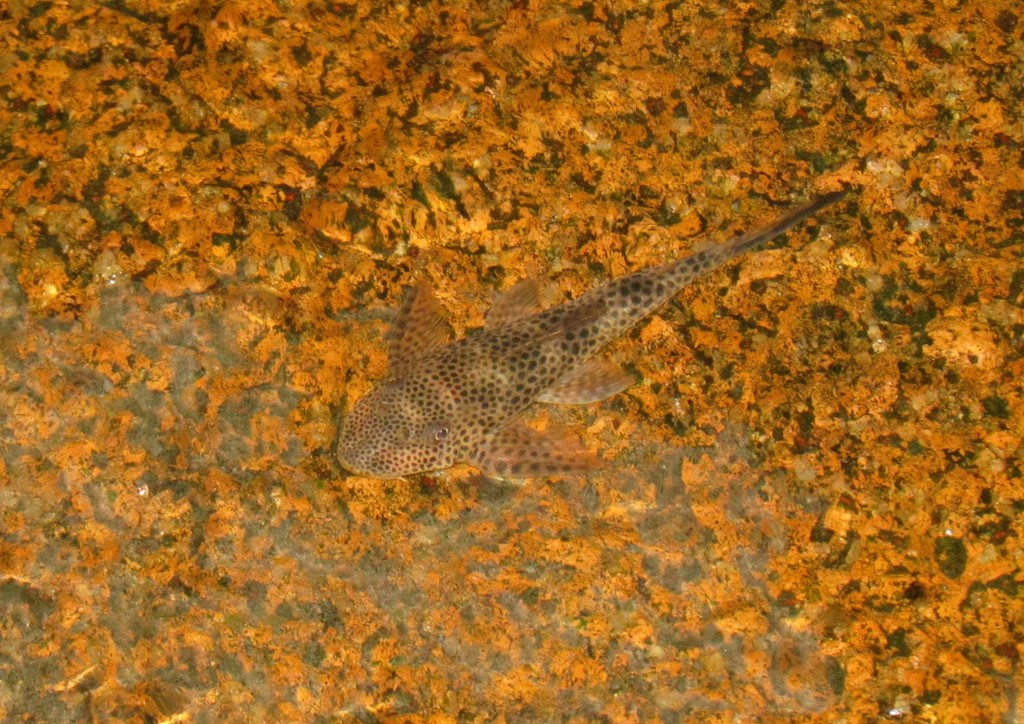 Aphanotorulus emarginatus