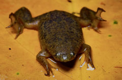 Myers' Surinam Toad photo 2