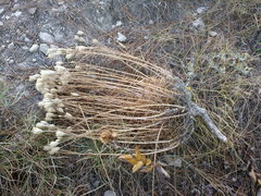 Jurinea stoechadifolia