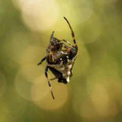 Verrucosa scapofracta