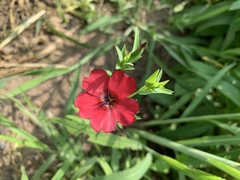 Linum grandiflorum