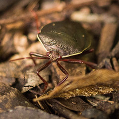 Brachystethus geniculatus