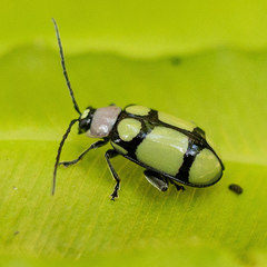 Omophoita octoguttata