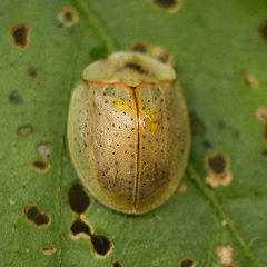 Anacassis punctulata