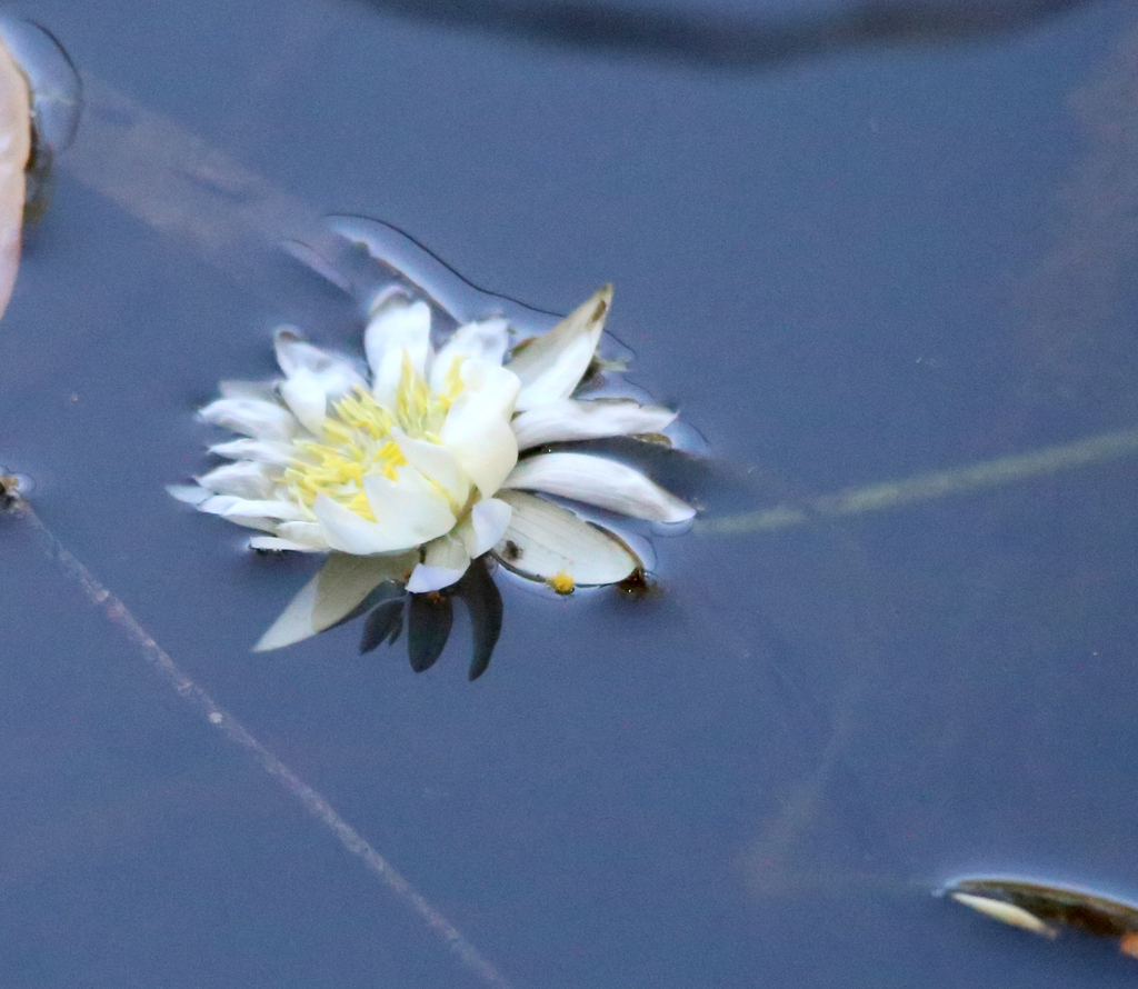 Nymphaea hastifolia (Nymphaea hastifolia)