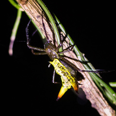Micrathena crassispina