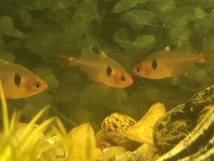 Hyphessobrycon eques