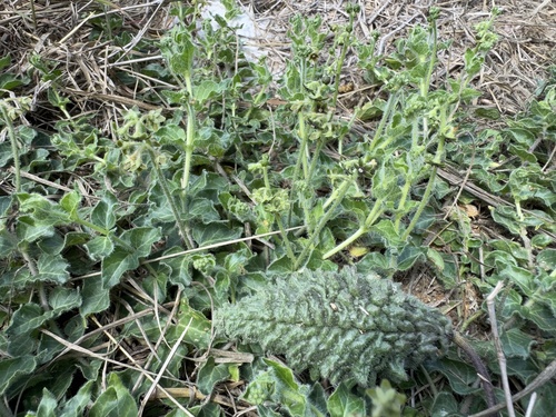 Shortcrown Milkvine (Matelea brevicoronata)