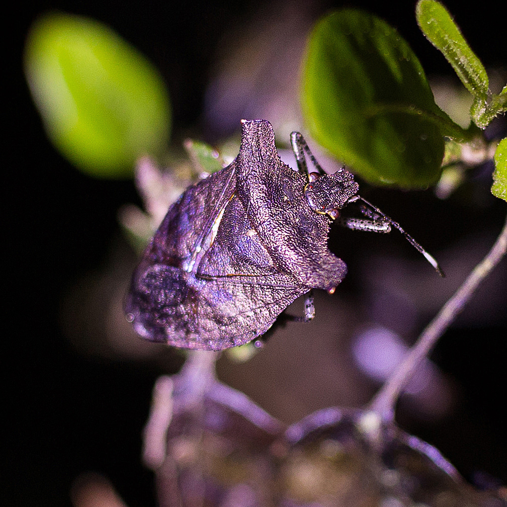 Adustonotus grandis