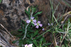 Malcolmia graeca