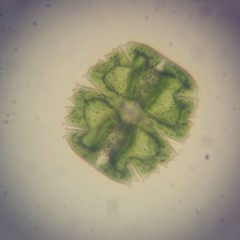 Desmidiaceae