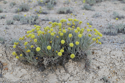 Ochre-flowered buckwheat (Eriogonum ochrocephalum)