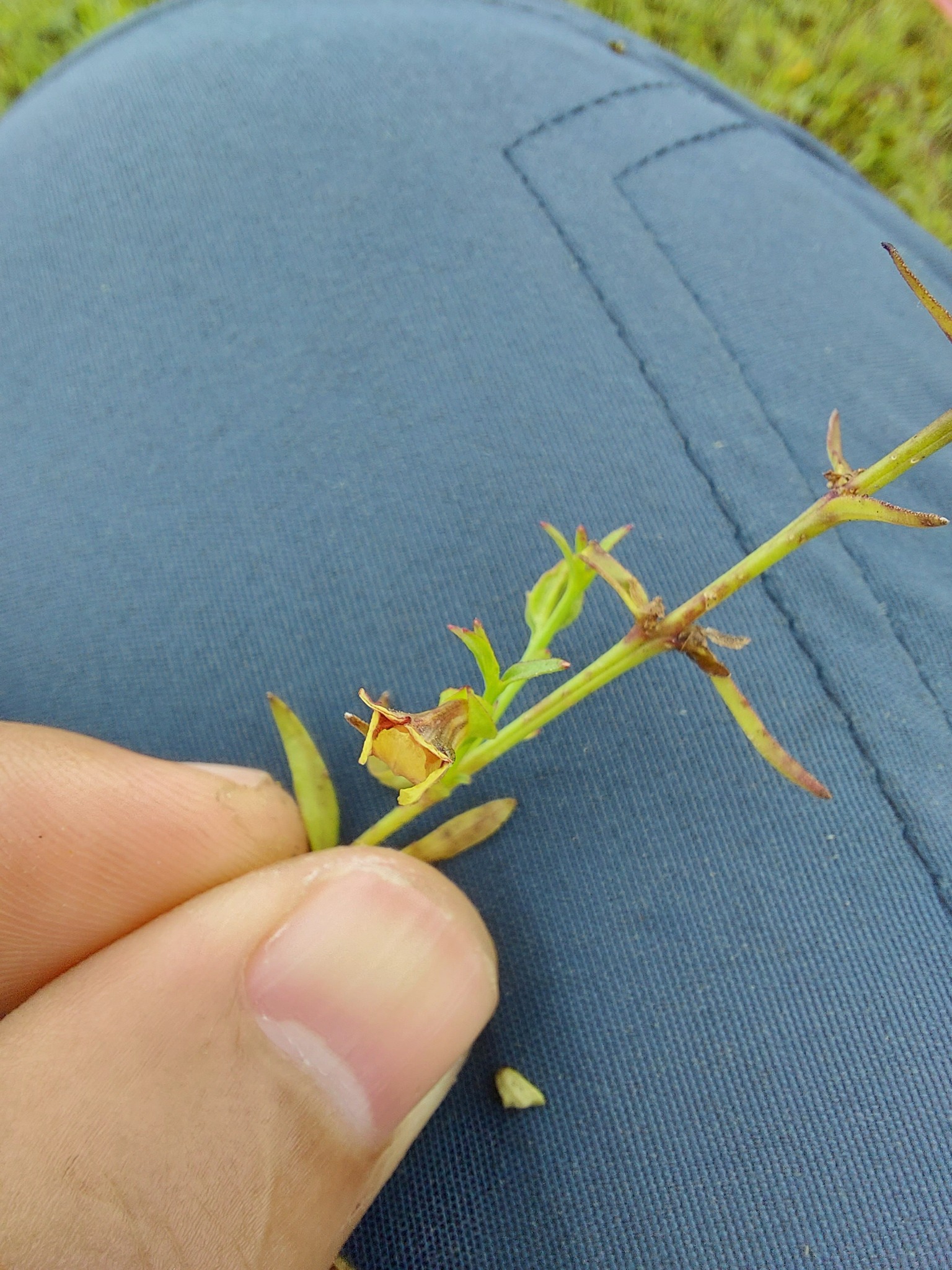Centranthera tranquebarica — ảnh 2