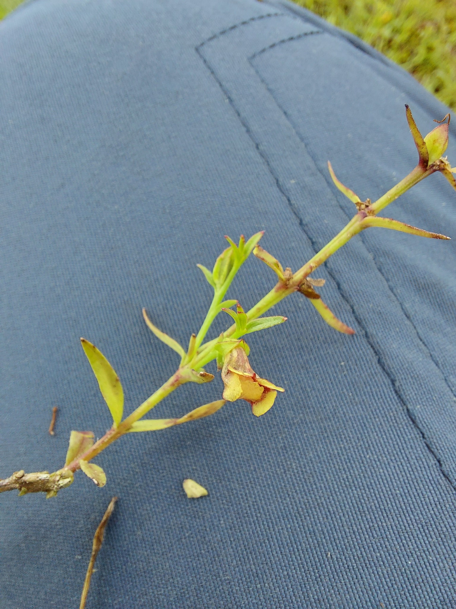 Centranthera tranquebarica — ảnh 3