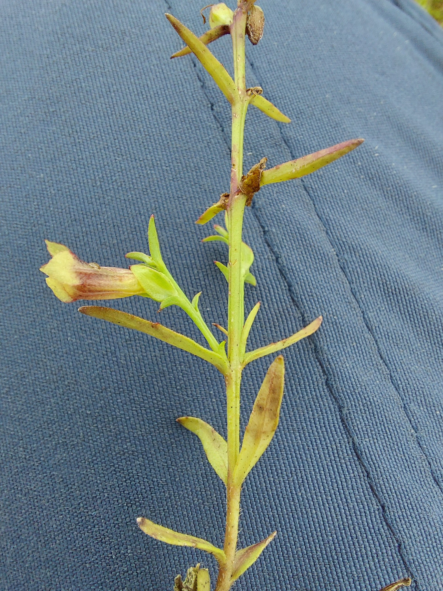 Centranthera tranquebarica (Centranthera tranquebarica)