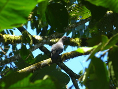 Patagioenas plumbea