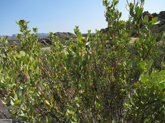 Leucadendron loranthifolium