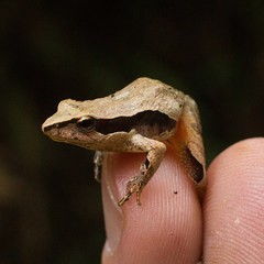 Physalaemus gracilis