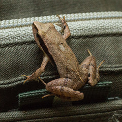 Physalaemus gracilis