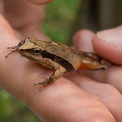 Physalaemus gracilis