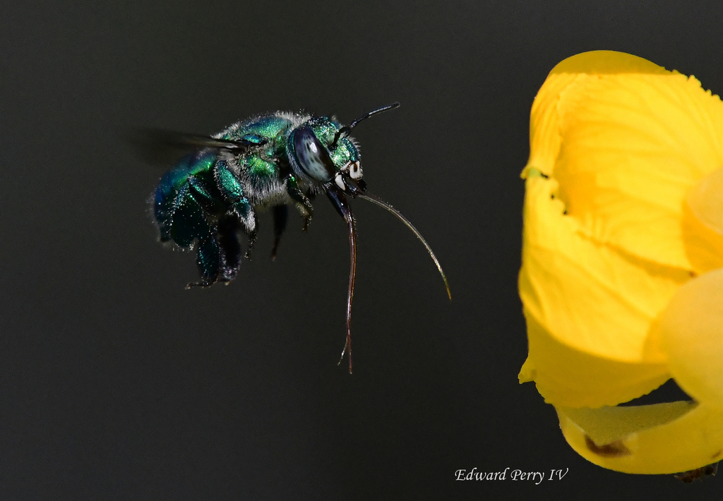 Dilemma Orchid Bee from 1770 Mason Terrace, Melbourne, FL 32935, USA on